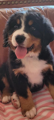 josie5.jpg
