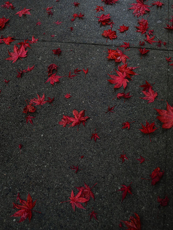 red maple leaves in autumn in Vancouver