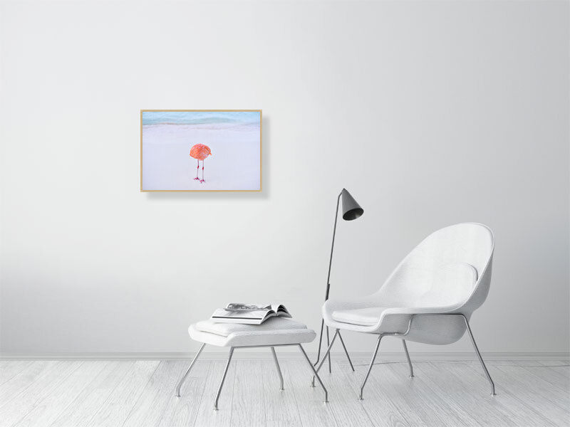 Thumbnail: f l a m i n g o n e (open collection - framed print) · Aruba · 2022