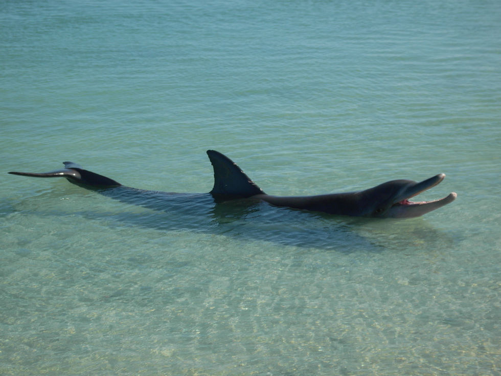 Monkey Mia / Australia · 2010