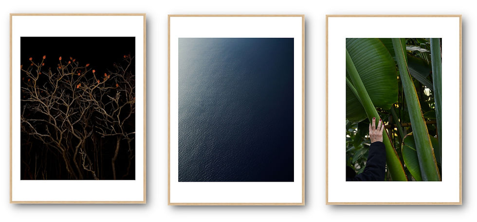 FLAMINGONE in Bird, Birder, Birdest book