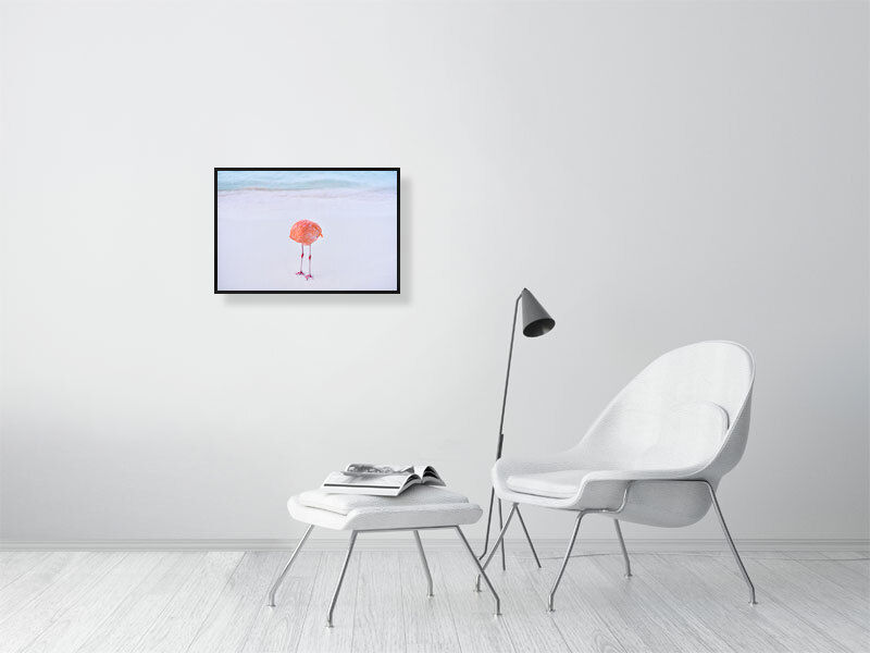 Thumbnail: f l a m i n g o n e (open collection - framed print) · Aruba · 2022