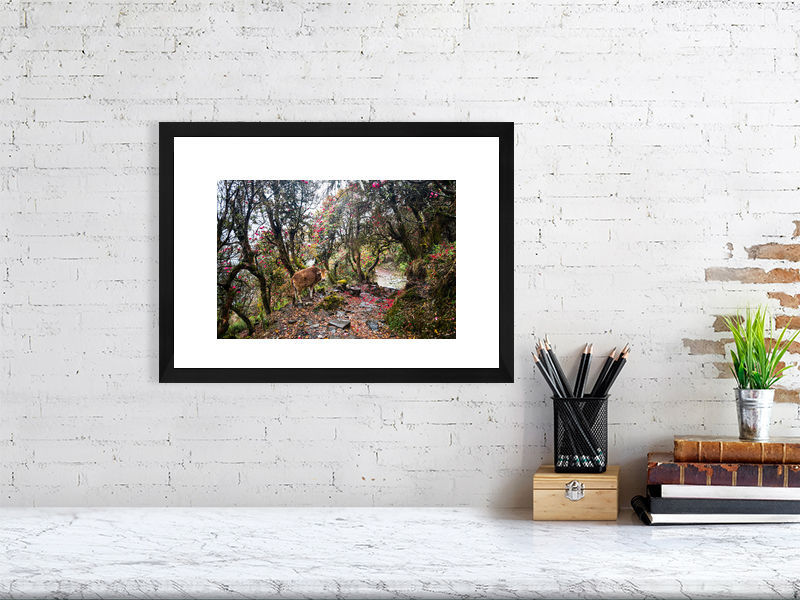 Thumbnail: himastrayas (open collection - framed print) · Himalayas / Nepal · 2015