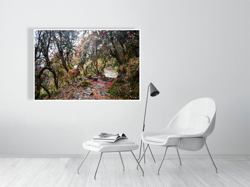 Thumbnail: himastrayas (fine art print) · Himalayas / Nepal · 2015