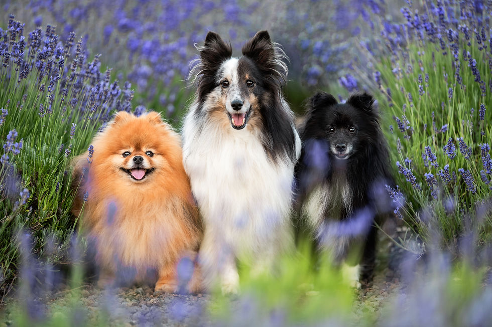 Hunde im Lavendel