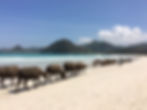 Pantai Selong Belanak berada di Lombok Selatan, pantai dengan hamparan pasir putih dan terbaik di Lombok, yang memiliki keunikan yaitu kerap ditemukan kerbau masyarakat yang melintas di pinggir pantai. Lokasi pantai ini tidak begitu jauh dari Bandara Internasional Lombok Praya.