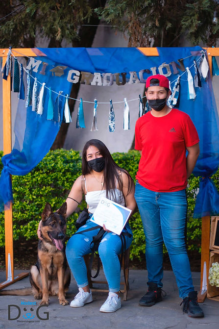 adiestramiento-canino-cdmx-mty-gdl-ver-pue-qro-modest-dog-entrenador-de-perros-a-domicilio-mexico