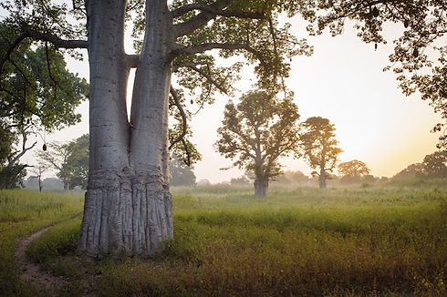 Baobab_Afrika_Dorf_Nachhaltig_Fair.jpg
