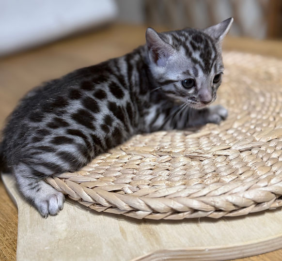 chaton bengal silver fashionbengal