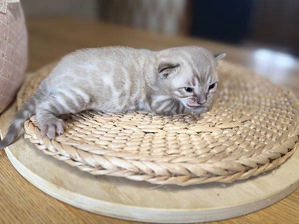 chaton bengal a adopter