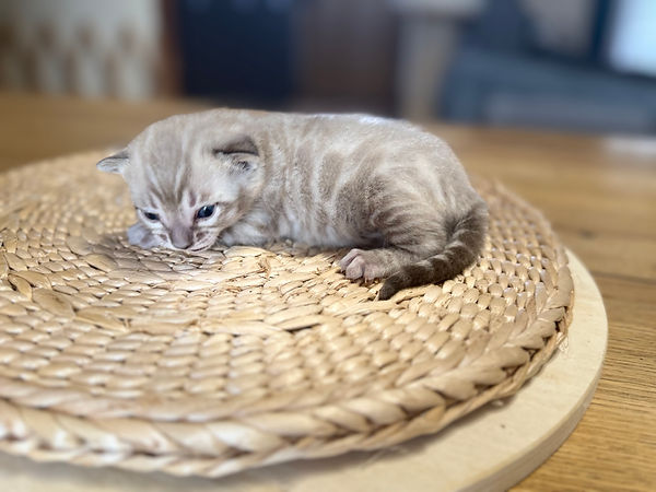 chaton bengal a adopter