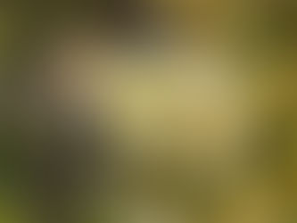 Support Save Sullivans: Donate, Volunteer, Learn about Ecology