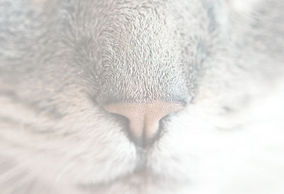 Cat's Nose_edited.jpg