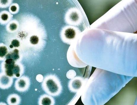 master-biologia-molecular-umu.jpg