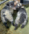 20230412_133816_edited.jpg