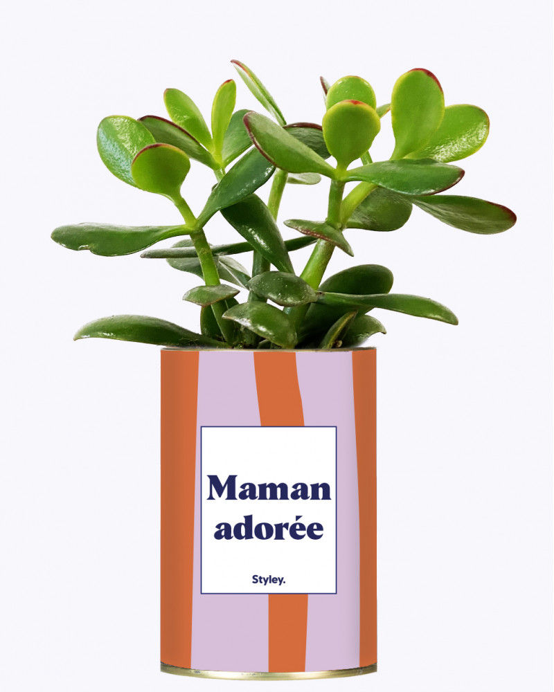 Miniature : Plante grasse "Maman adorée" Idée cadeau styley