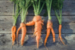 Organic Carrots