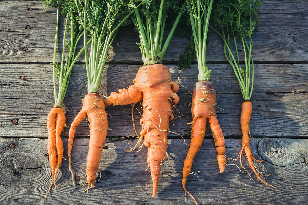 Organic Carrots