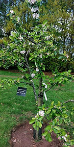 Apple Tree