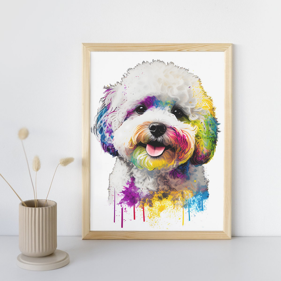 Bichon Frise