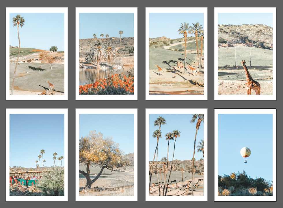 Thumbnail: USA Series - San Diego Safari