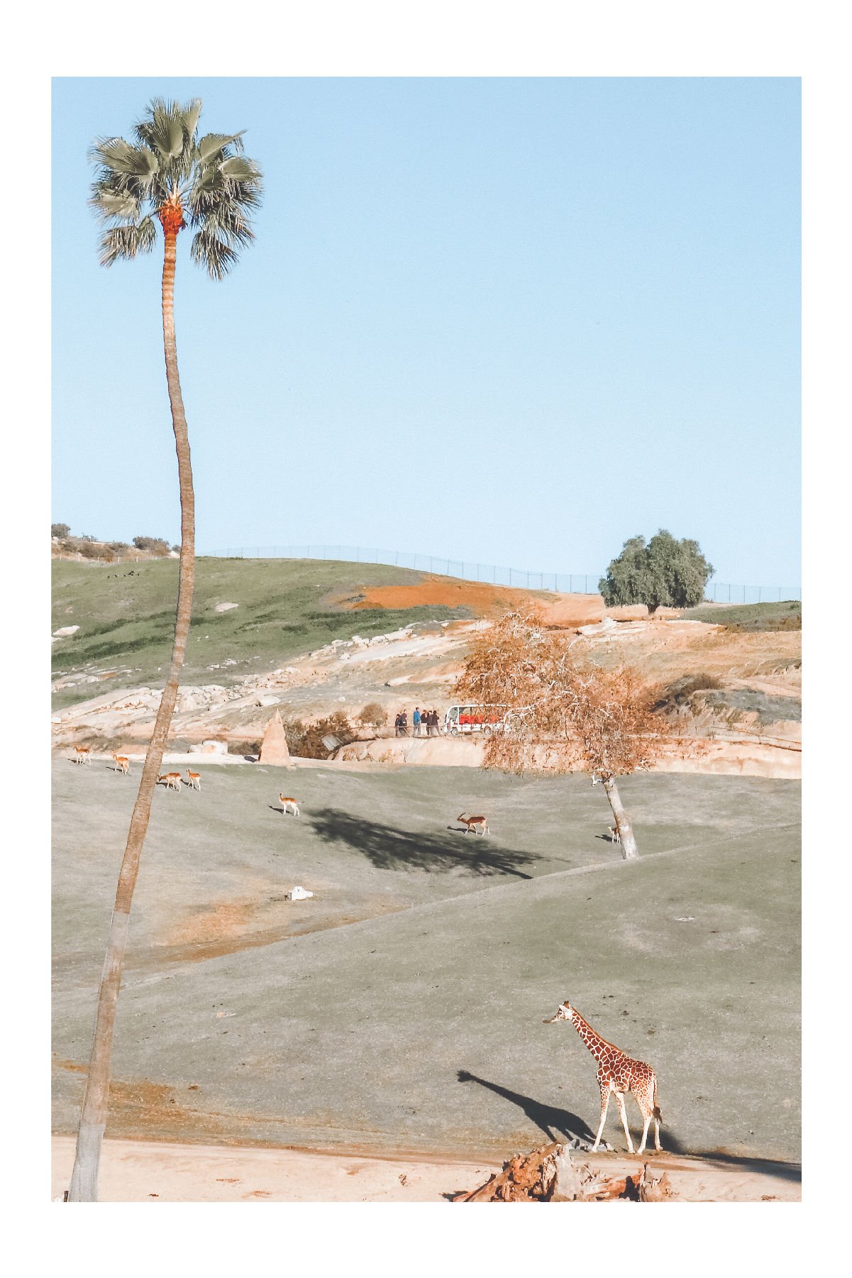 USA Series - San Diego Safari