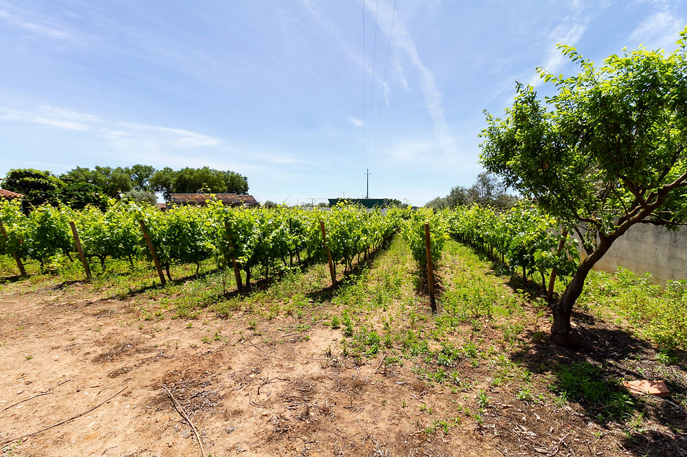 Quinta - Moradia Ponte de Sôr
