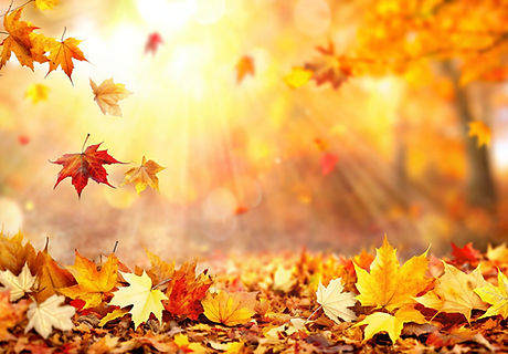 Beautiful Orange fall leaves in park, au