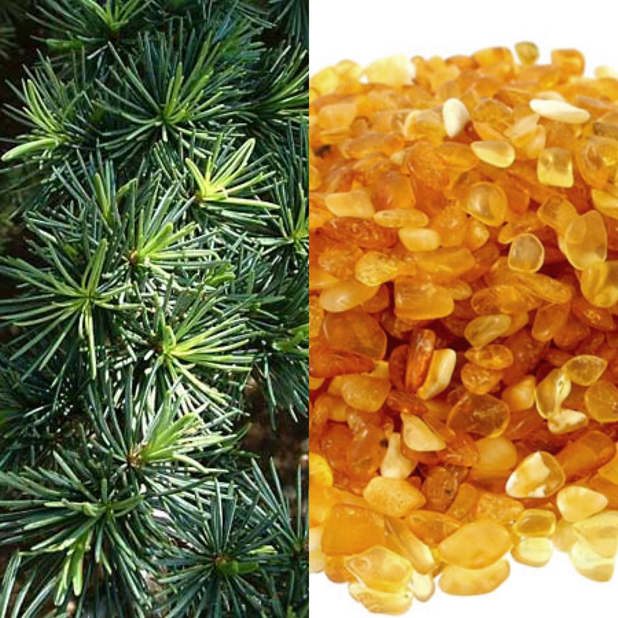 Sticky Cedar
