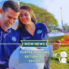 Purple Martins return to EPCOT 📸 Image Credit: © Disney