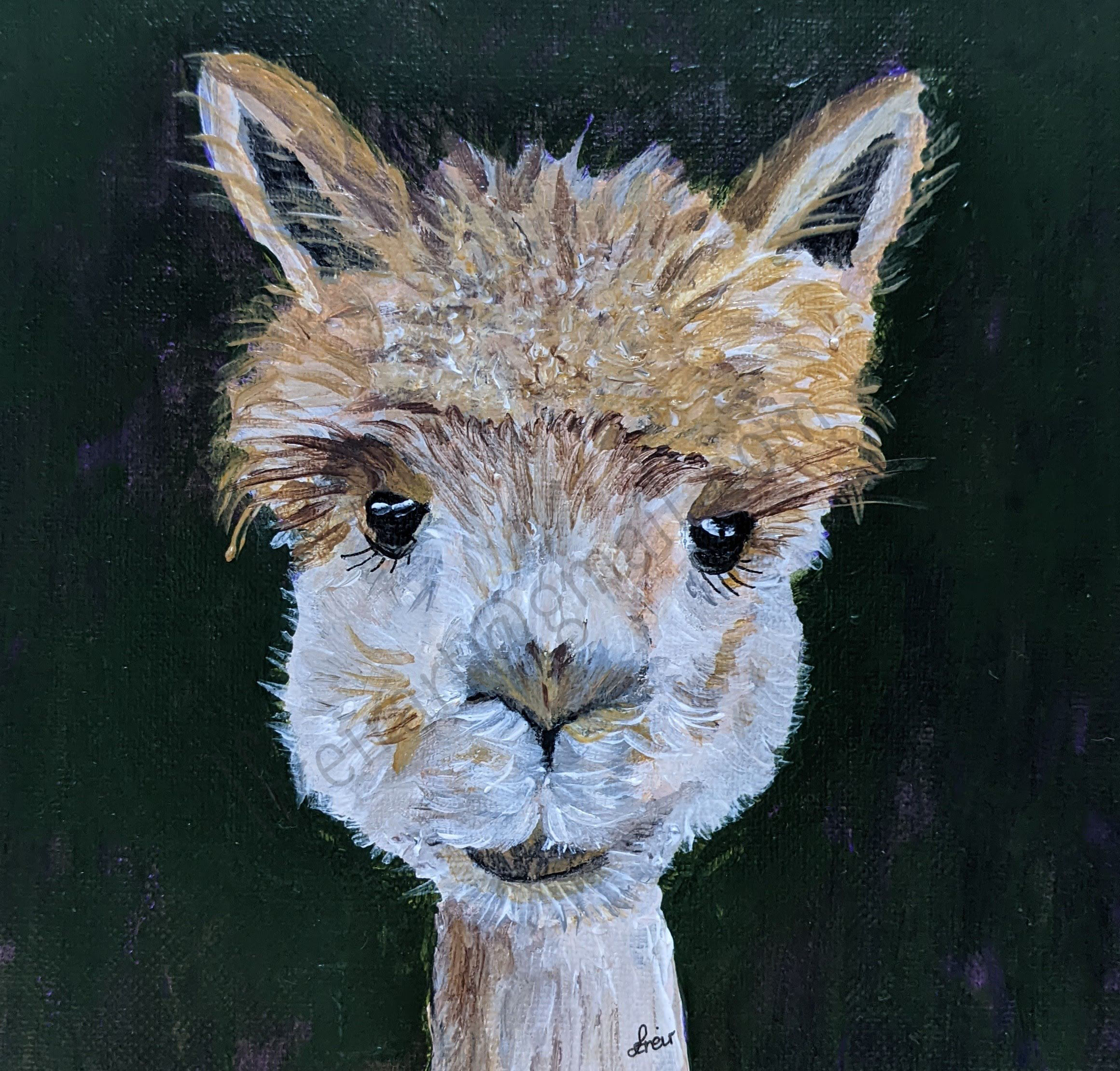 Alfie Alpaca