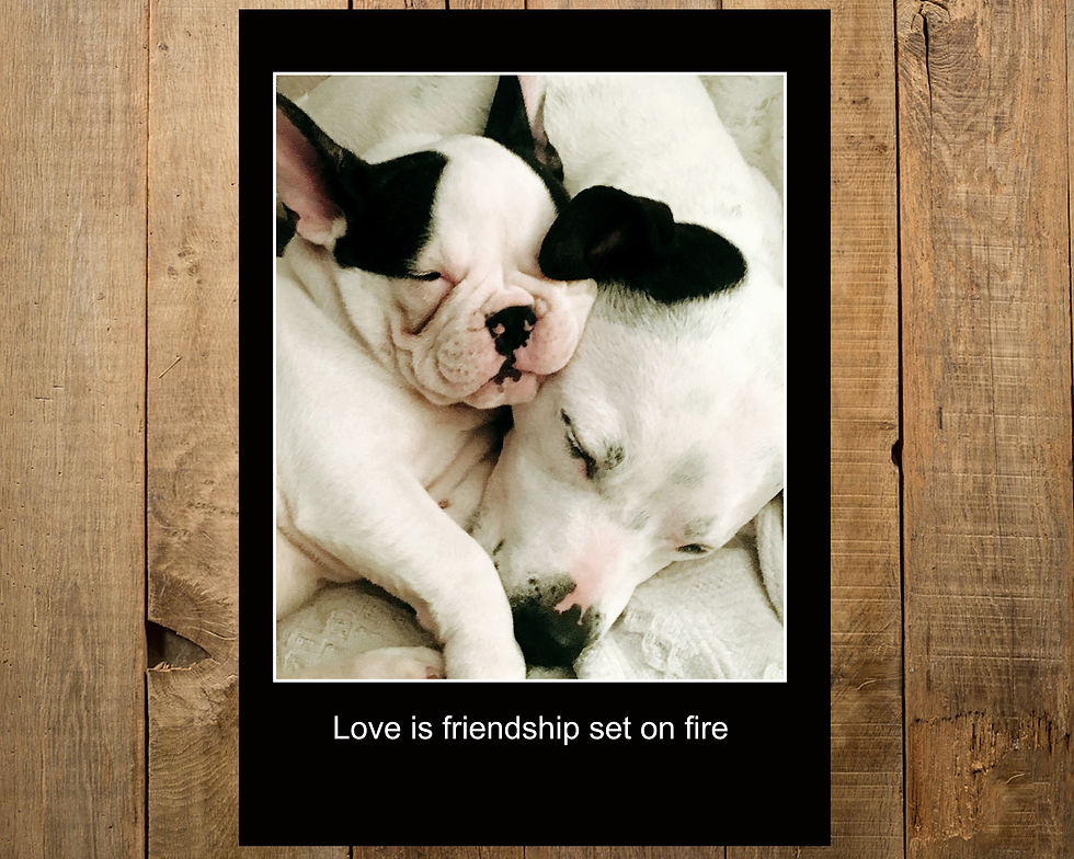 Thumbnail: Friendship on Fire Dog Print: Custom Pet Print from your photo