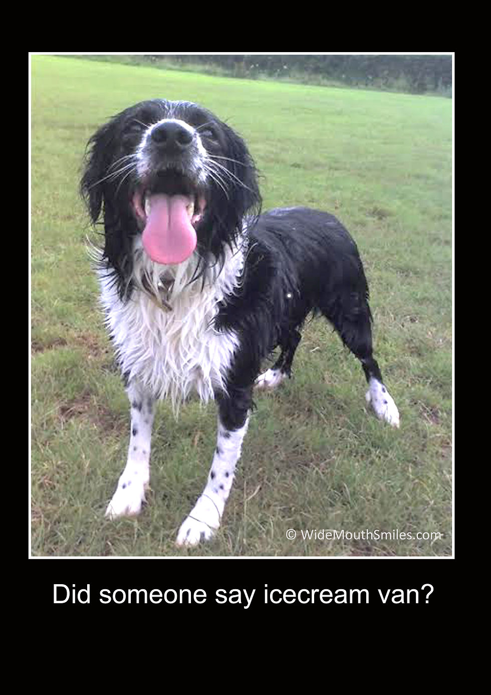 Thumbnail: Ice Cream Van? Dog Print: Custom Pet Print from your photo