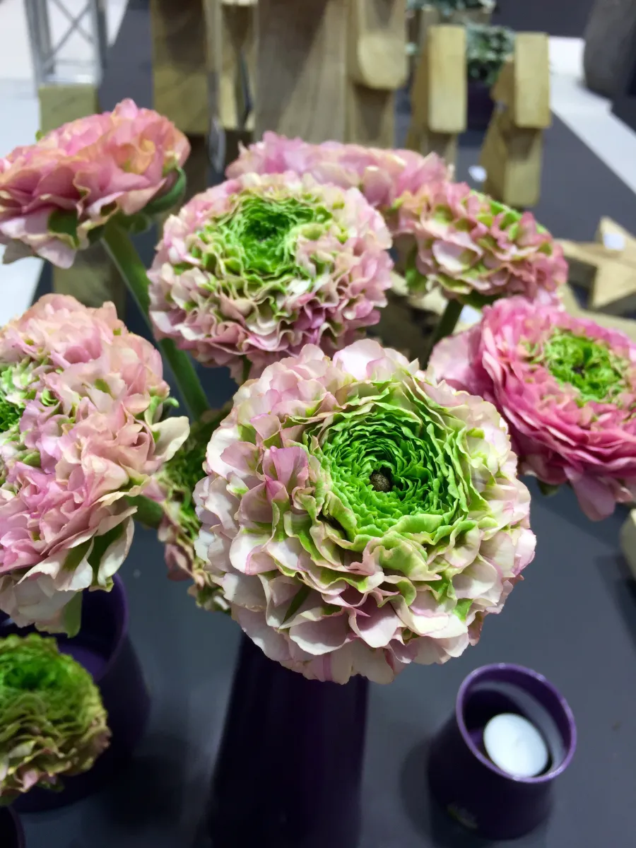 Pon-Pon Ranunculus wedding flowers pink and green