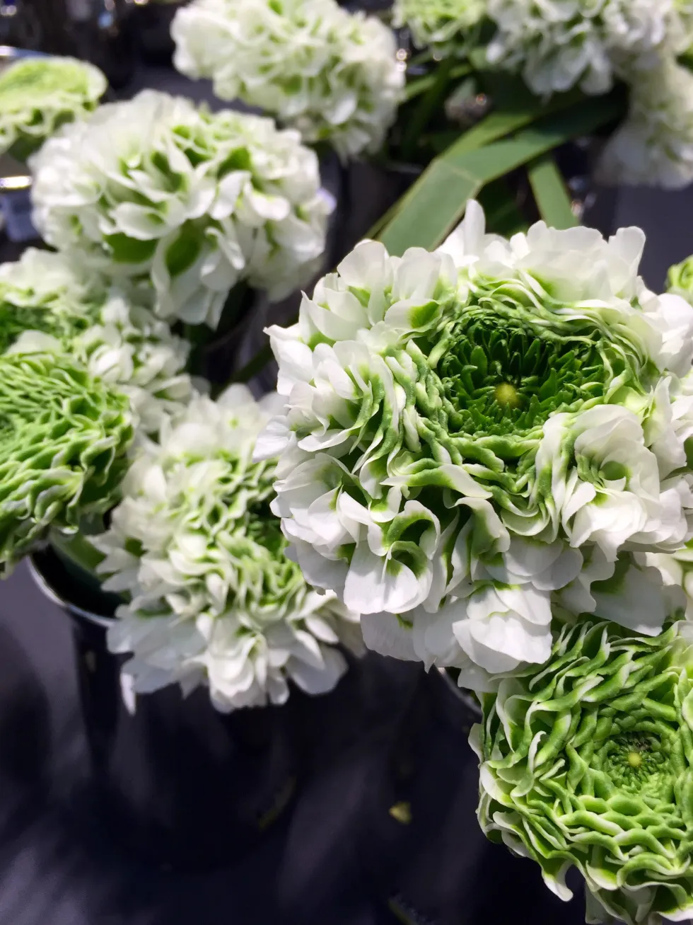 Pon-Pon Ranunculus wedding flowers white and green