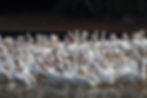 2016_SCS_Nature0056.jpg