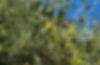 Oliven gezoomed.jpg