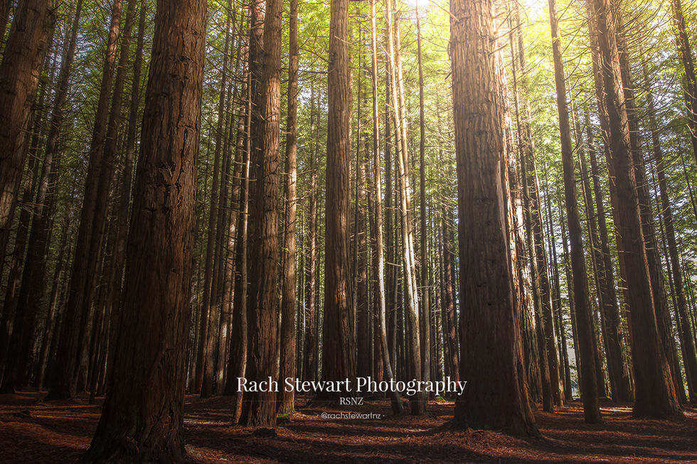 redwood forest rotorua