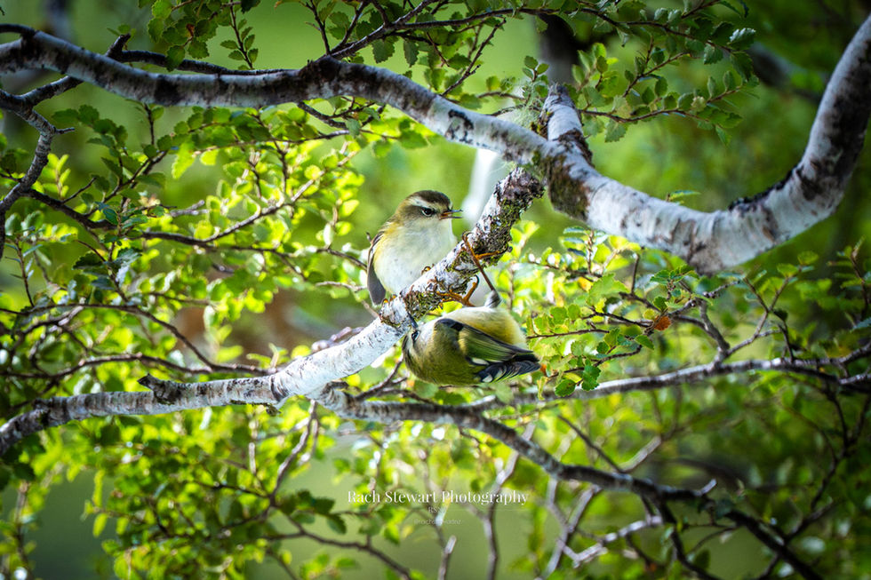 rifleman bird new zealand Routeburn Track South Island
