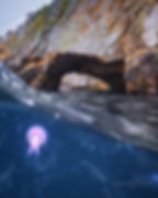 Jellyfish Poor Knights Islands Tutukaka