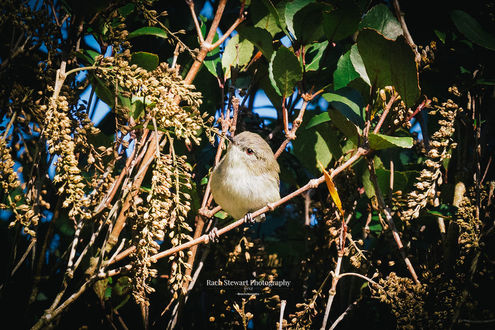 grey warbler nz bird