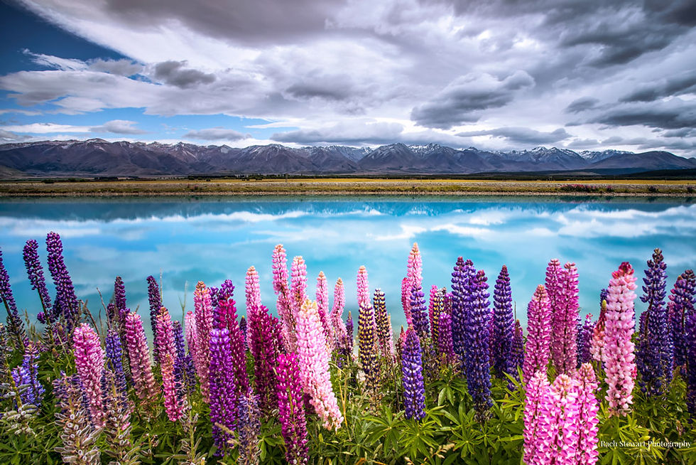 Lupins growing along the Lake Pukaki Canal near Twizel