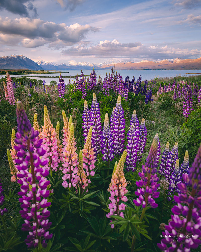 Lupins Tekapo Godley Peaks Road