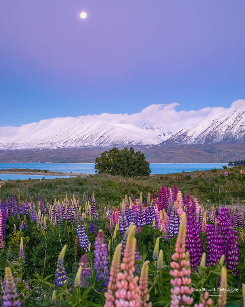 Godley Peaks Road Tekapo Lupins