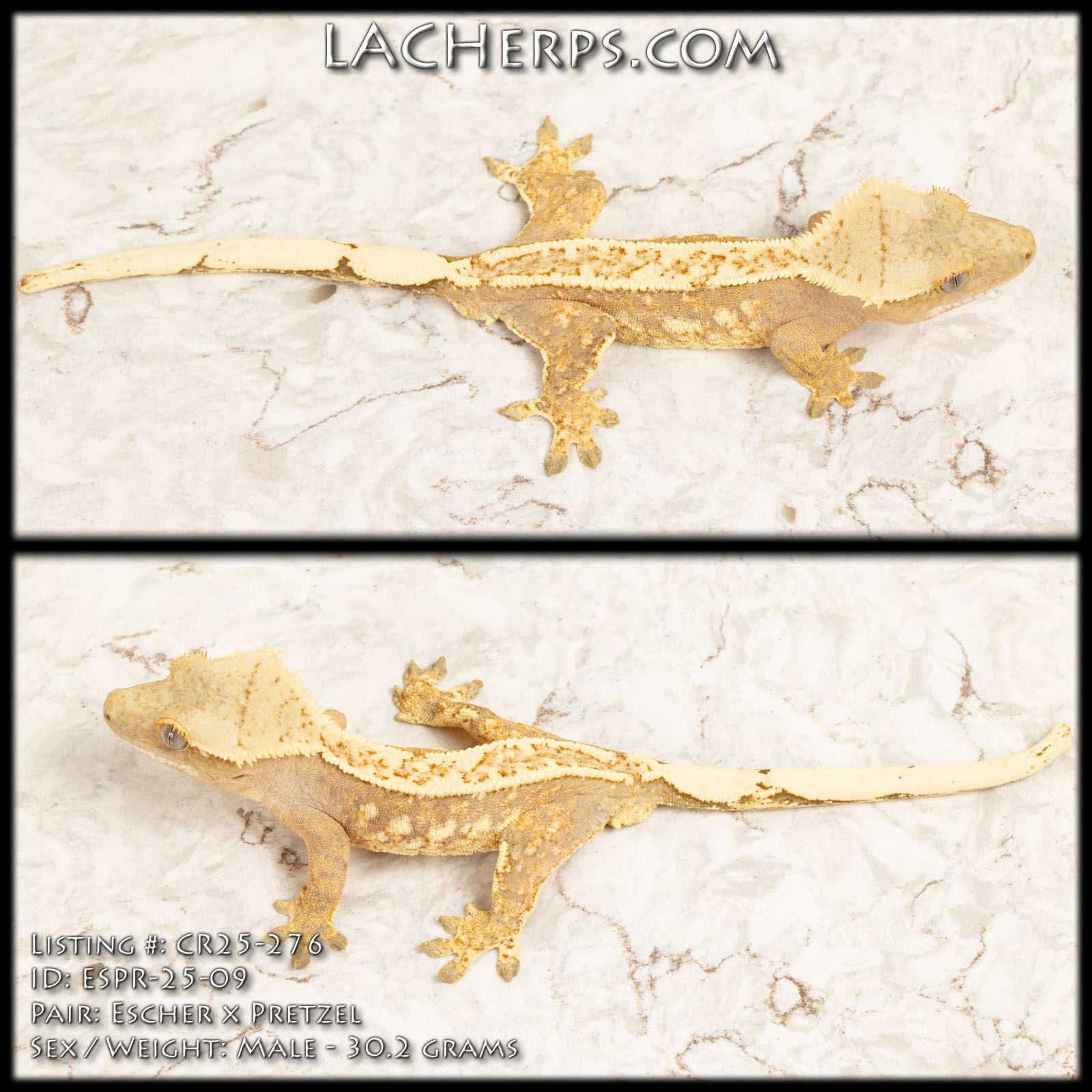 CR25-276 - Escher x Pretzel - Male