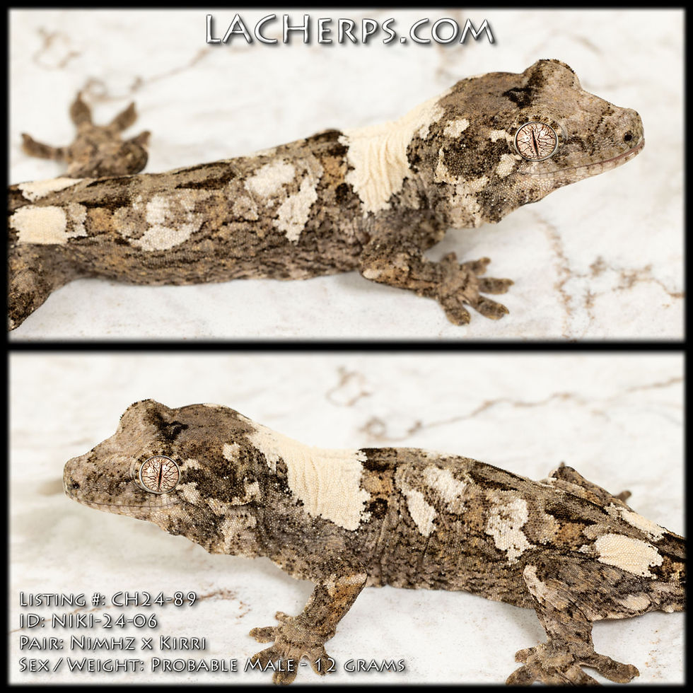 Thumbnail: CH24-89 - Nimhz x Kirri - Male