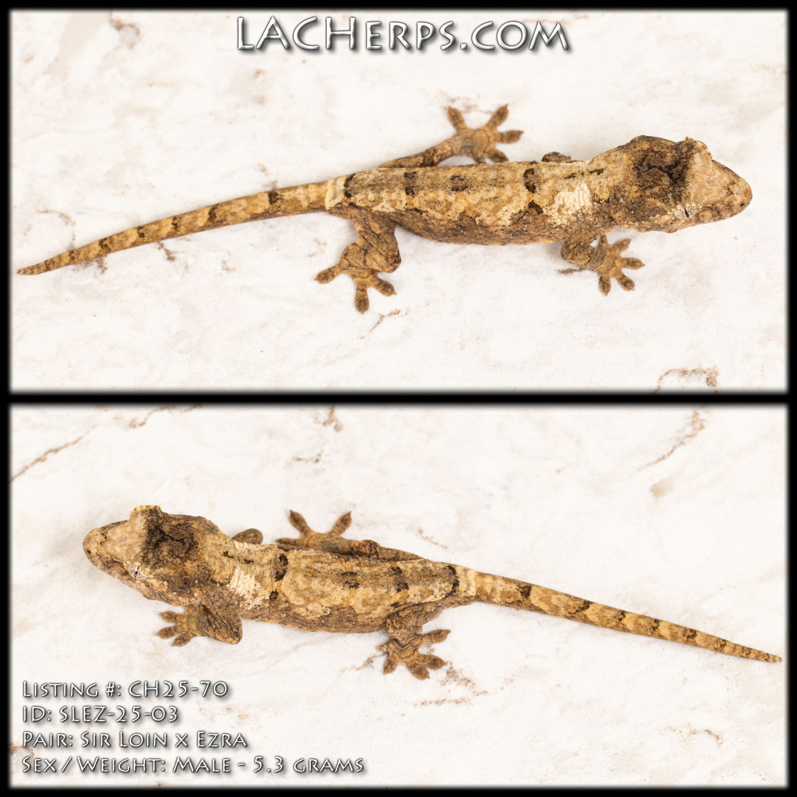 CH25-70 - Sir Loin x Ezra - Male