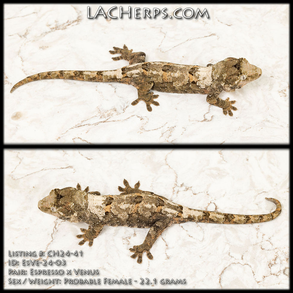 Thumbnail: CH24-41 - Espresso x Venus - Female