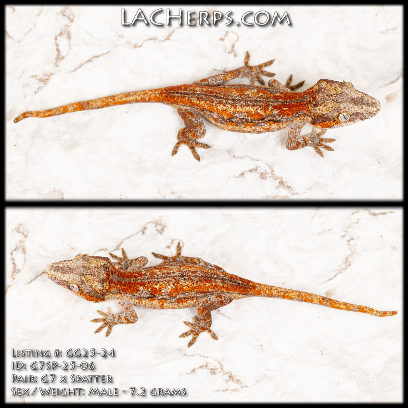 GG25-24 - G7 x Spatter - Male