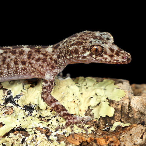 Riverine leaf-tailed gecko for sale
phyllurus amnicola for sale
